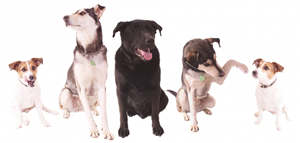 group of dogs